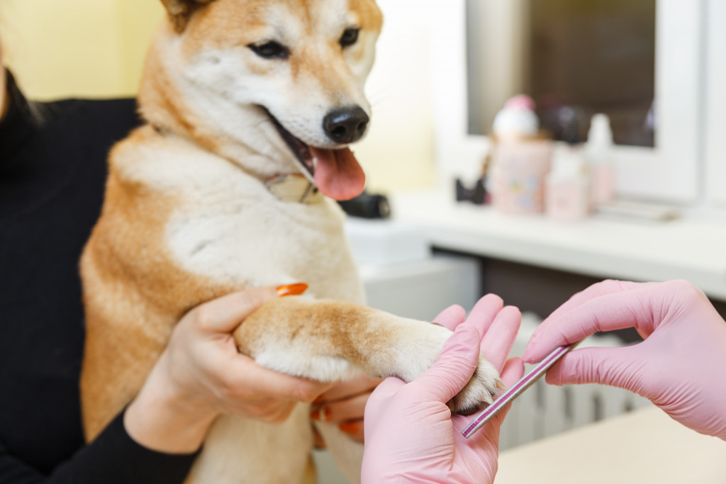 A dog getting its nails filed in a grooming salon
